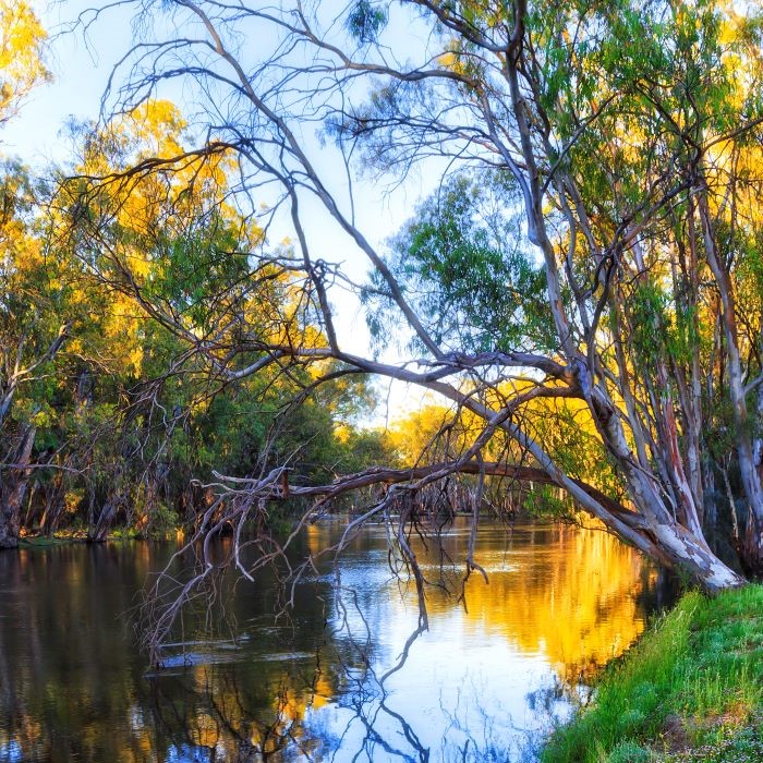 Image of wildflowers on banks of Murrumbidgee river in Balranald in the Riverina Murray region