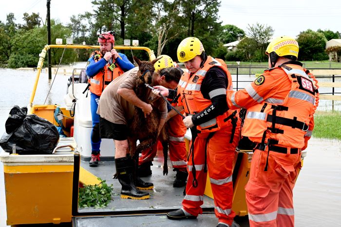 Image of New South Wales SES crews rescuing a llama and its owner from the 2022 floods