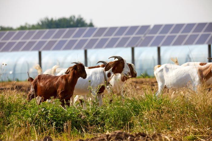 Image of solar panels