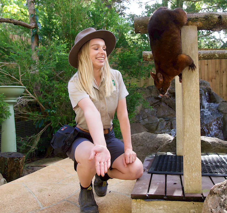 A worker kneeling inside a zoo enclosure with a possum