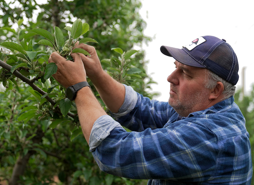 A farm worker inspecting leaves in an orchard.